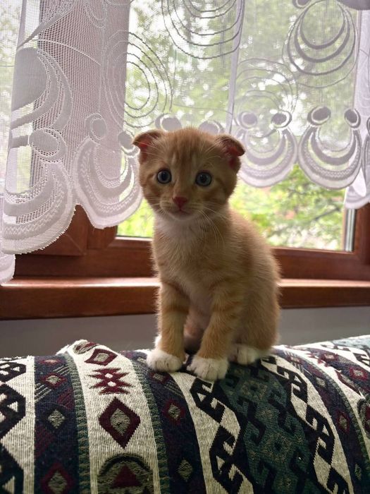 Бесплатно котенок в добрые руки