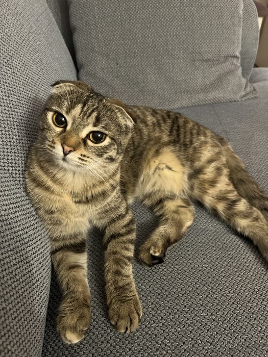 Отдам в хорошие руки кошку