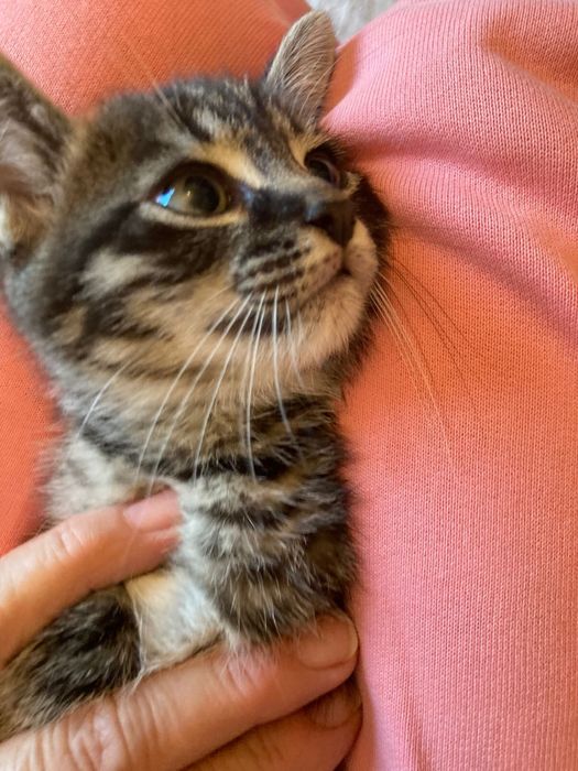 Кошка и котики в добрые руки