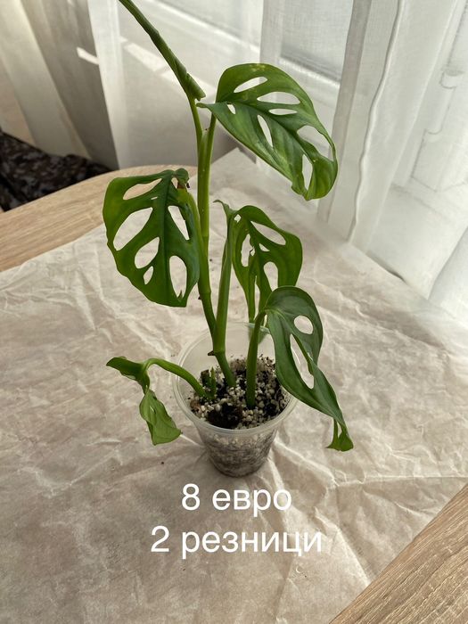 Монстера Манки Маск