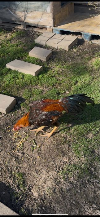 Пахтаджи дакан бойцовых кровей