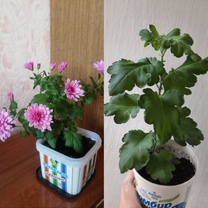 Хризантема комнатная цветёт очень долго