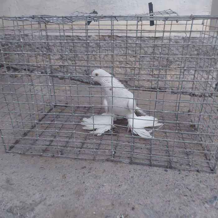 Буси самец тяга лет с игрой