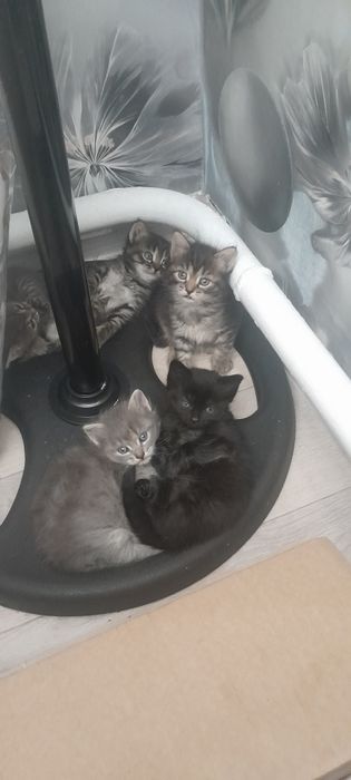 Кому надо  котят