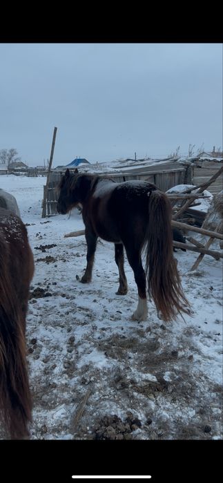 Айғыр сатылады …