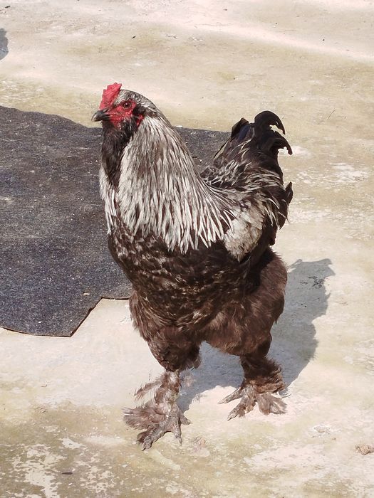 Брама петух продаётся