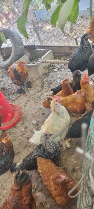 Продам четырехмесячных курочек и петушков