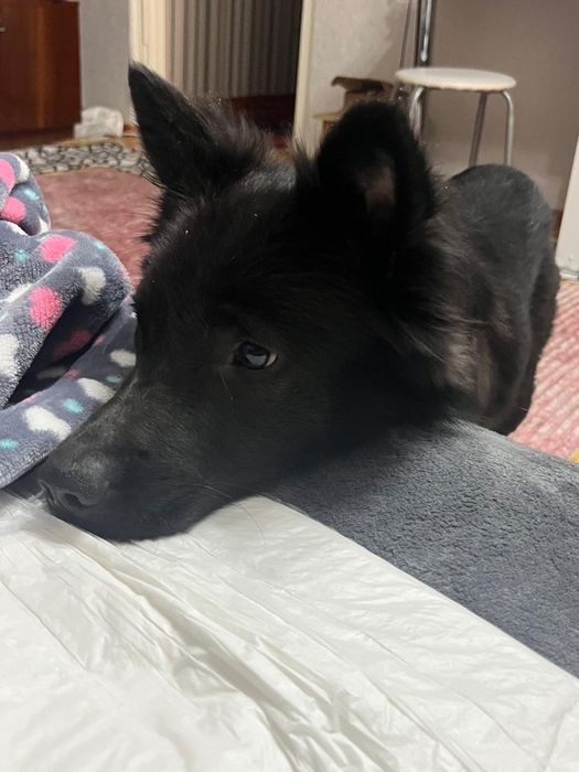 Передежка животных 
Беру кошек/собак на передержку.
Уход, кормление,