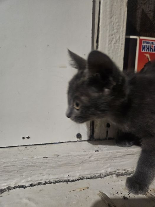 Ищем дом для котёнка!