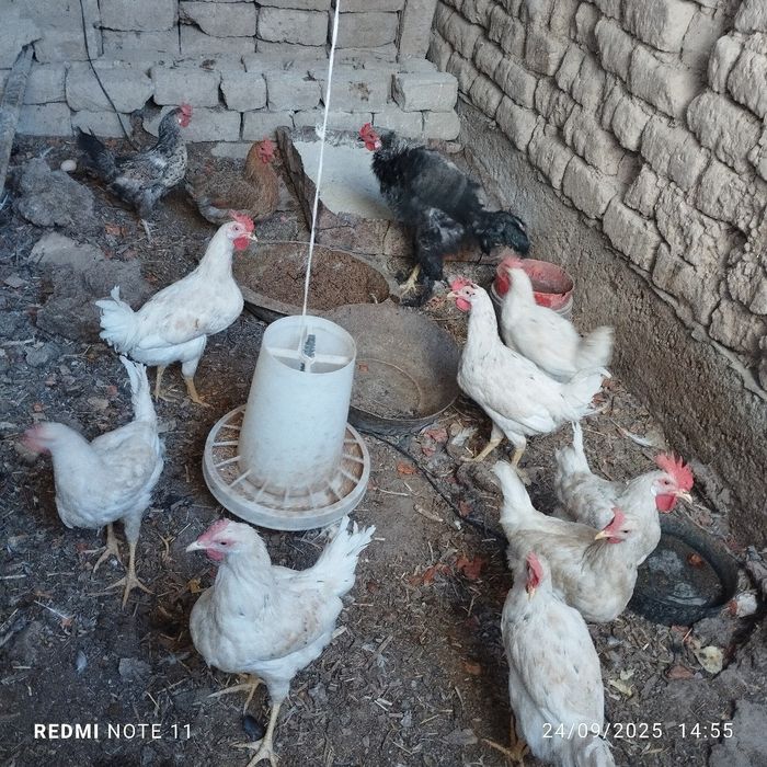 йош жужа хурозчалар