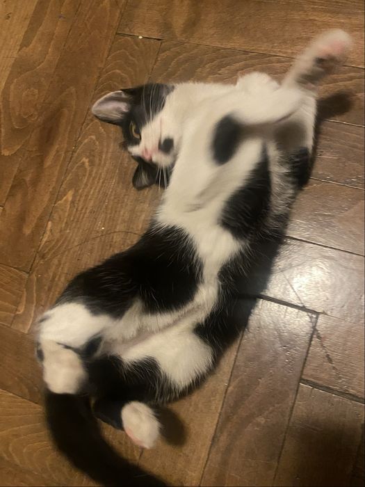 Masha, pisicuță 4 luni, oferită spre adopție