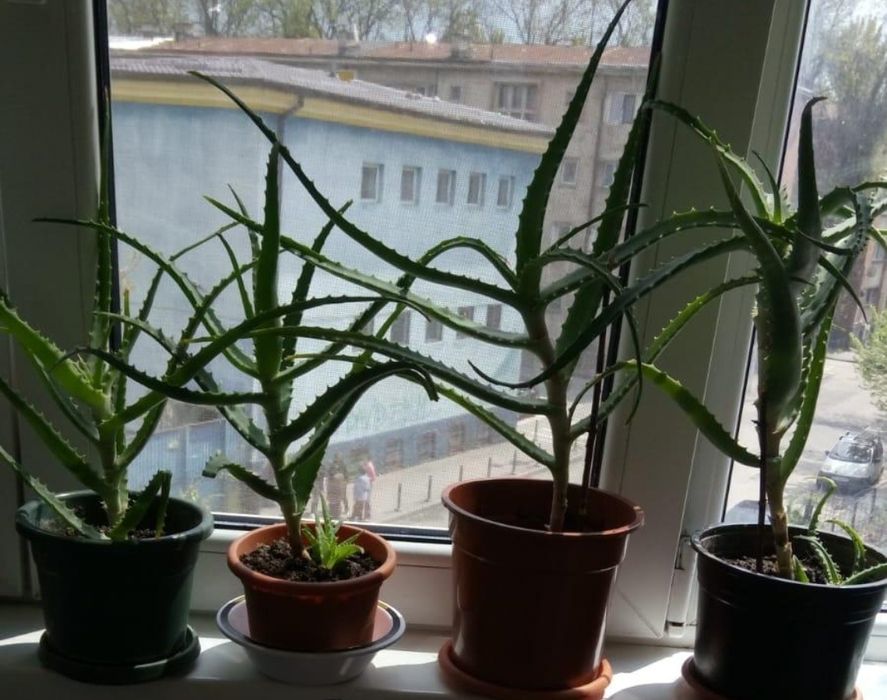 Plante de apartament pentru purificarea aerului