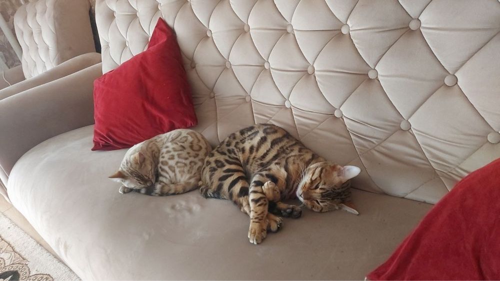 Bengalskiy bengalski