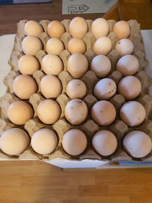 Oua incubat australorp