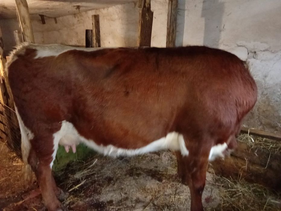 Vând vacă pentru abator