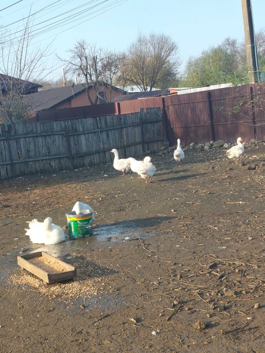 Gâște americane 8 buc