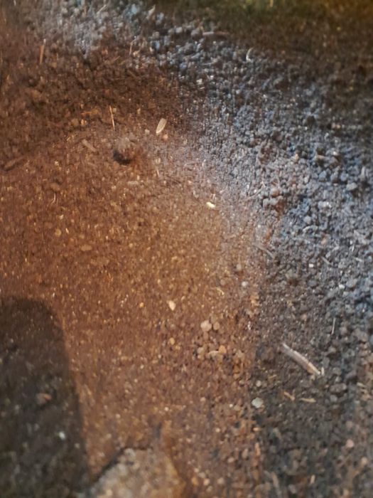 Продам биогумус.