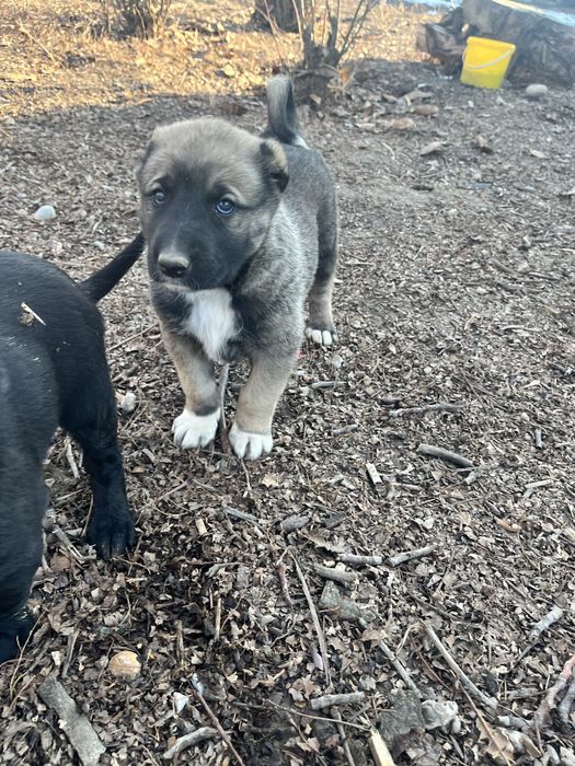 Азиат&Алабай күшіктер