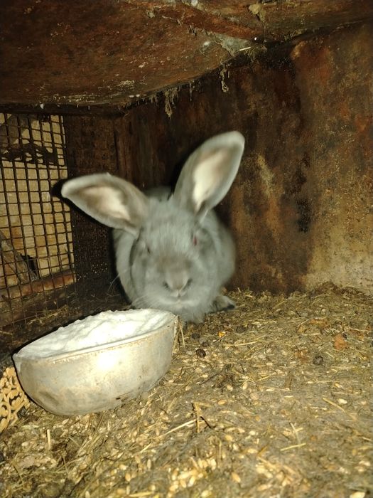 Продам Кроликов.