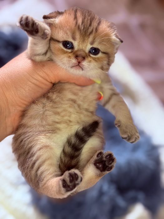 Скоттиш фолд чистокровные