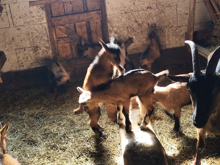 Vând iezi alpin francez rasa pura