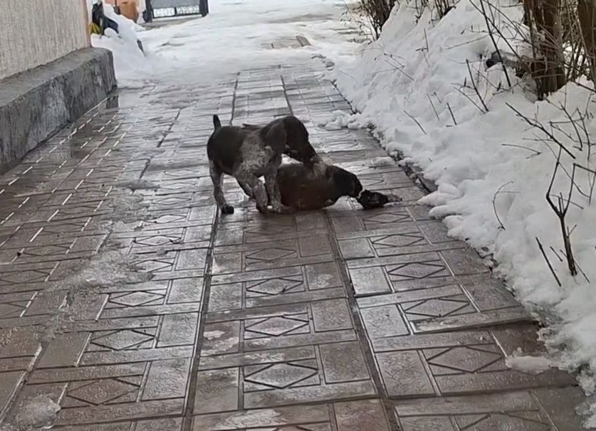 Продам суку Дратхаар