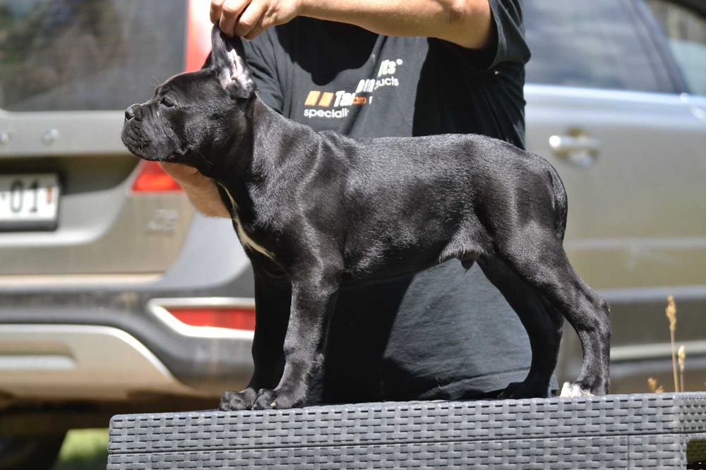 Cane Corso cu pedigre