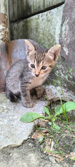 Donez 3 pui de pisica adorabili
