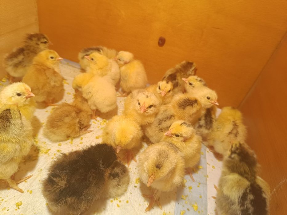 Продам суточных домашних циплят