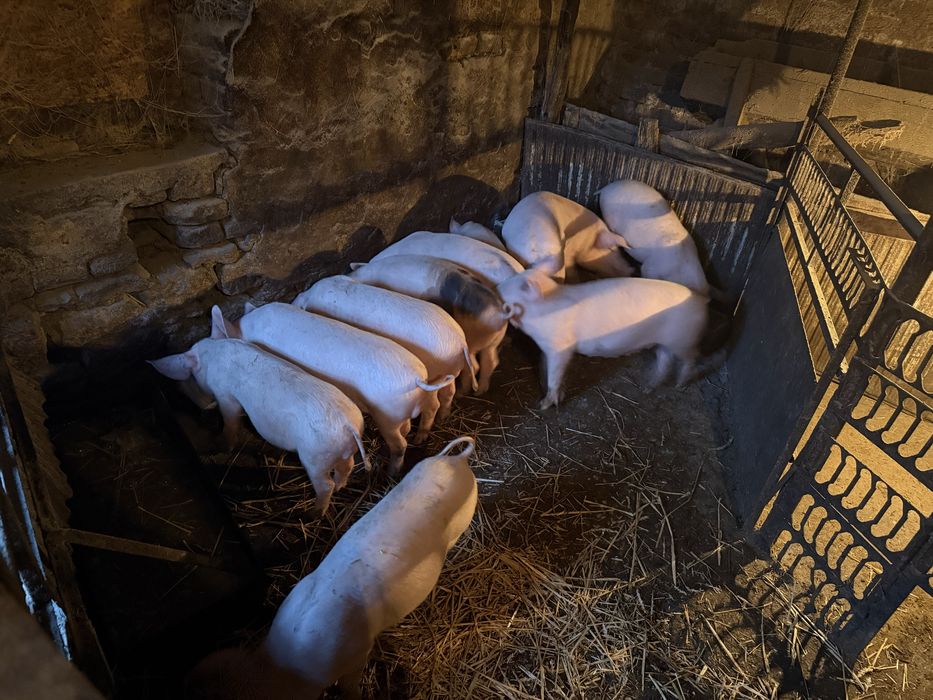 Прасета от 20-26 до 27 кг