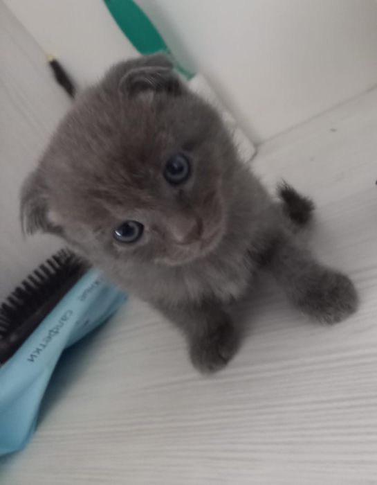 Котята бритацы вислоухие