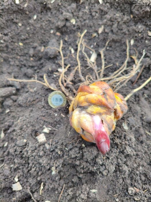 Продам сортовые лилии