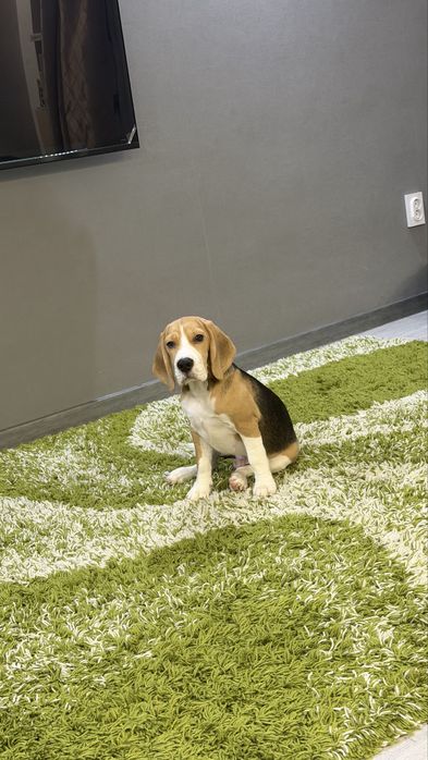 Породистый щенок Бигль