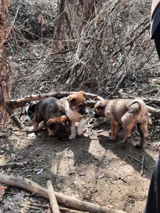 Отдаём, в добрые руки