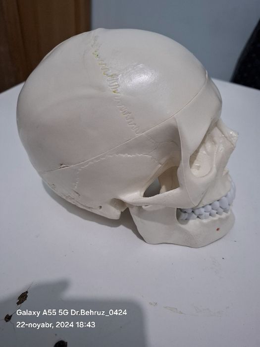 Mulaj bosh suyagi modeli sifatli