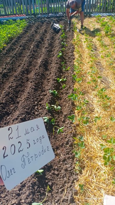 Клубника элитных сортов