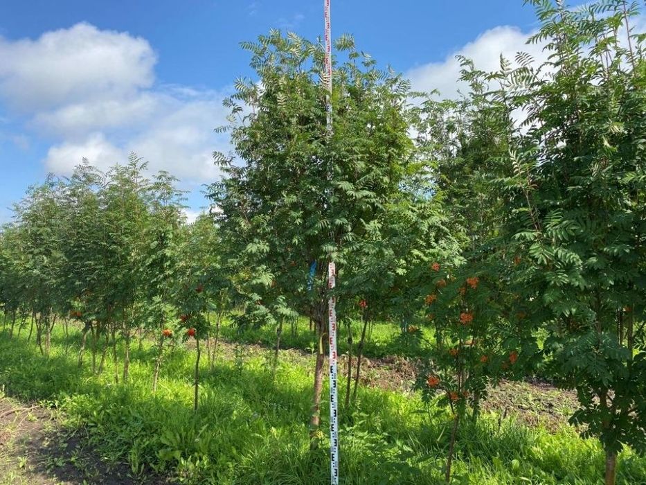 Рябина разных сортов и размерв