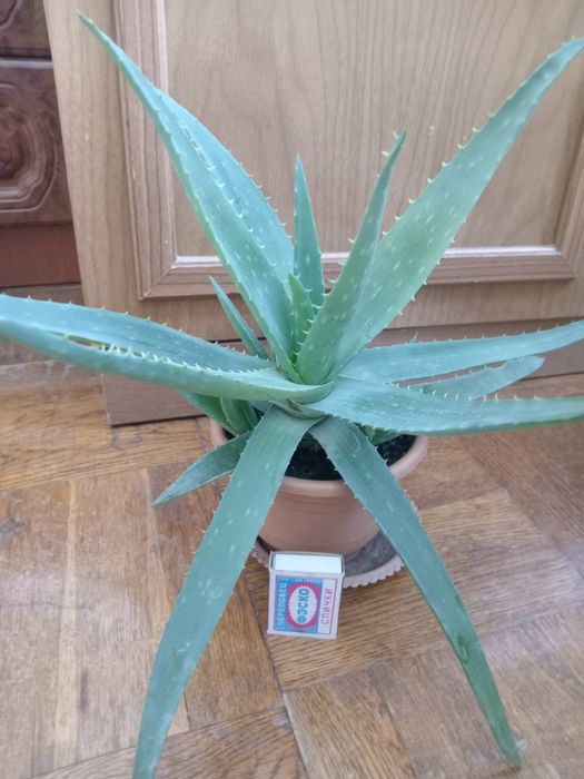 Продам Алоэ-вера