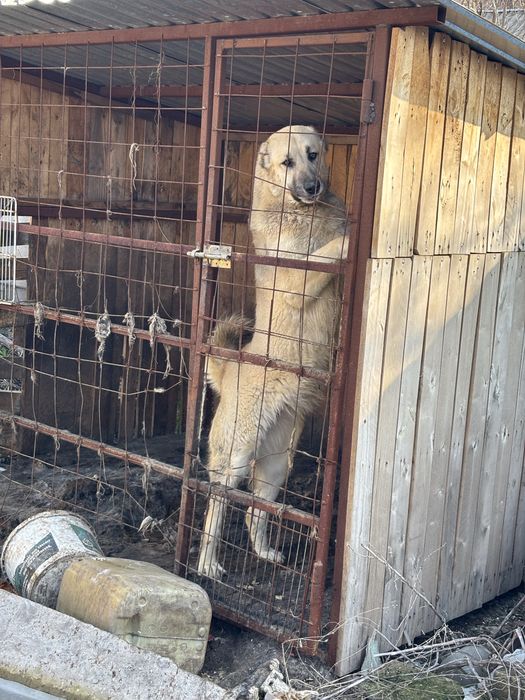 Собака ит төбет алабай