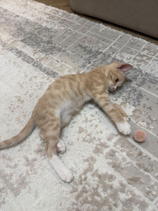 Отдам котенка в добрые руки