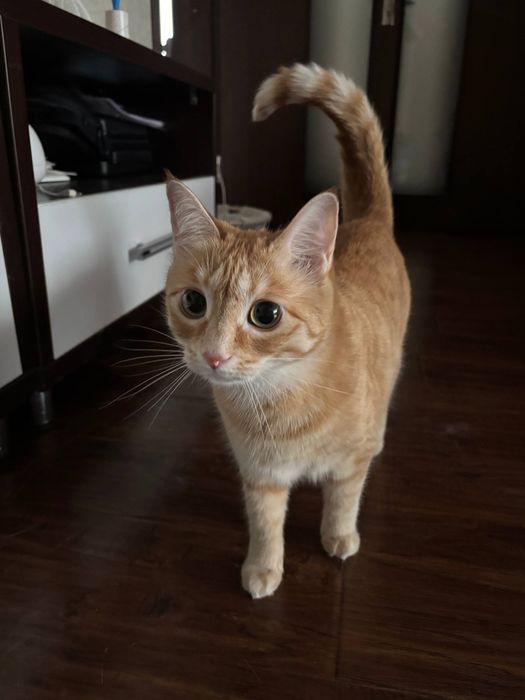 Няня для кошек с выездом на дом. Уход за котиком без стресса