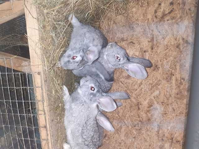 продам кроликов молодняк