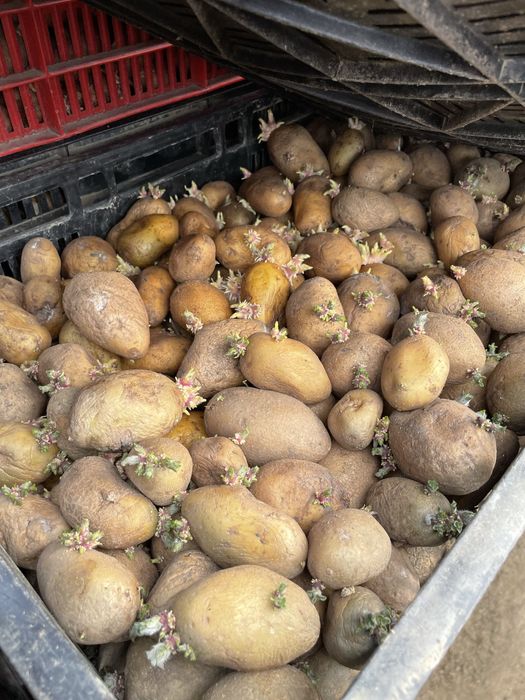 Cartofi de sământa,Arizona