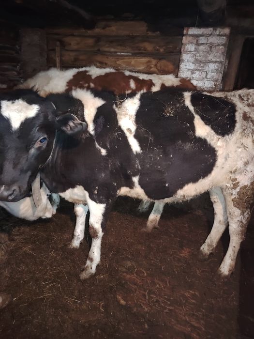 Тёлка продаётся 600 тыс