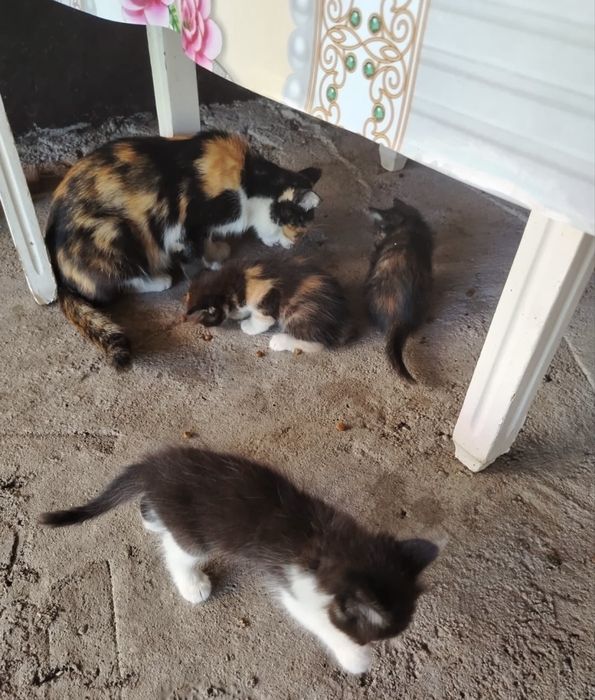 Котята бесплатно