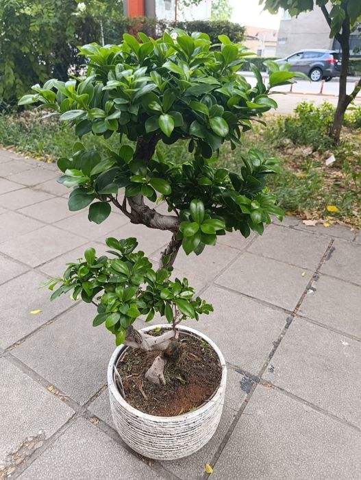 Бонзай Фикус женшен със керамична кашпа