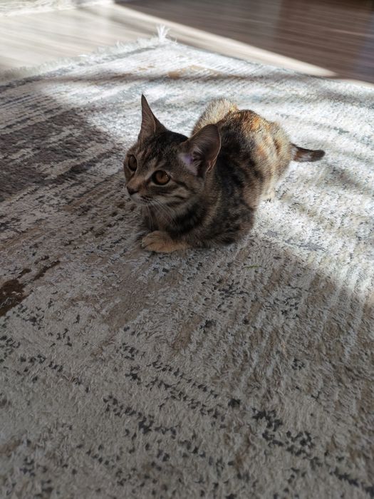 Отдам котёнка бесплатно