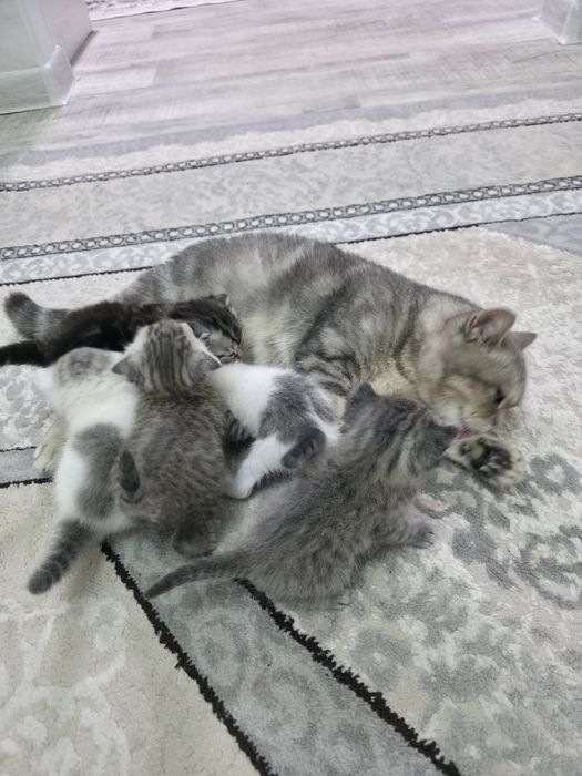 Срочно Продам котят