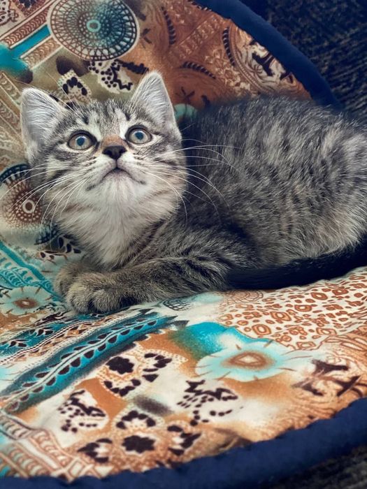 отдаются котята в хорошие руки!