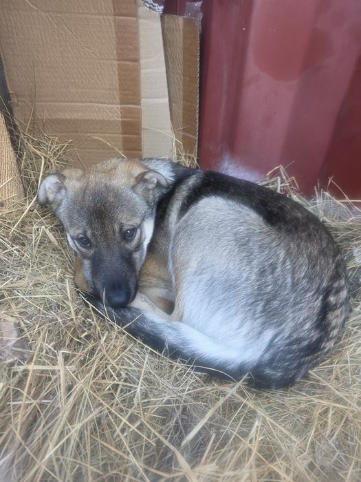 Шикарная девочка  3 месяца